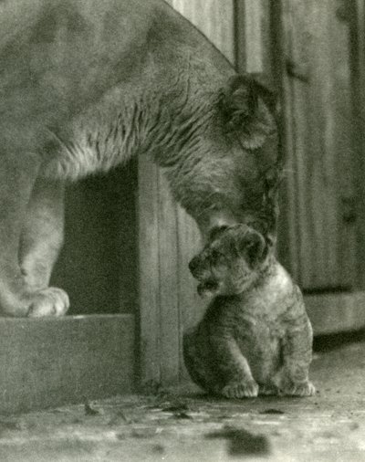 A Lioness About to Lift her Cub, which had been Born in the Menagerie, by the Scruff of its Neck, London Zoo, October 1923 by Frederick William Bond